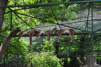 (cod 5931) Grădina Zoologică -Târgu Mureş