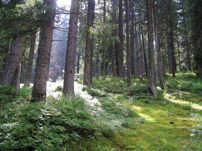 (cod 4276) Rezervația naturală Pădurea Verdele